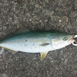 なんとか一匹GETしました！！